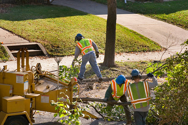 Best Leaf Removal  in Matheny, CA